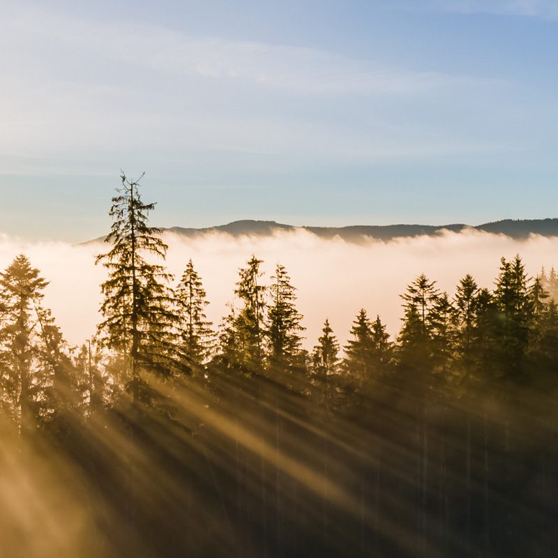 foggy-green-pine